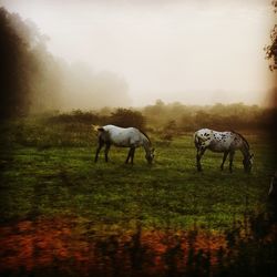 Horses grazing on field