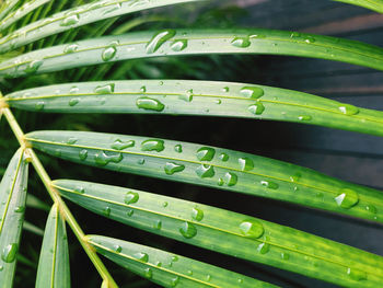 Close-up of wet green leaves during rainy season