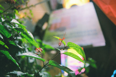 Close-up of butterfly on plant