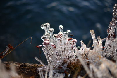 Close-up of frozen plants against lake during winter