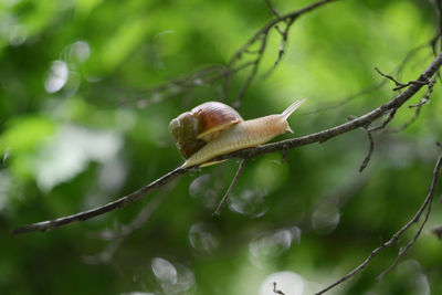 Close-up of lizard on branch