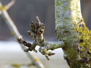 Close-up of plants growing on tree trunk