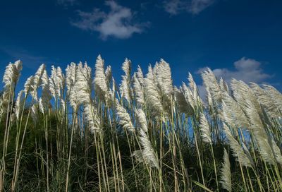 Low angle view of wheat plants on field against sky