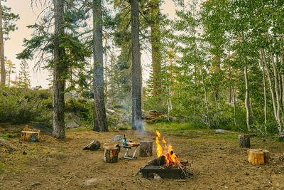 Camp fire burning near campsite in northern california forest.