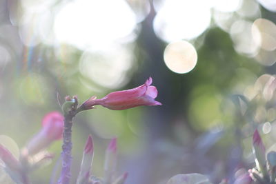 Close-up of pink flowering plant