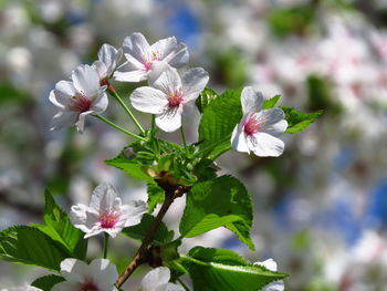 Close-up of white flowers