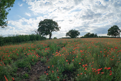 Scenic view of flowering trees on field against sky