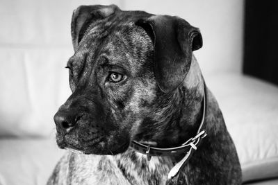 Close-up of dog looking away at home