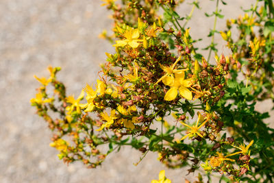 yellow