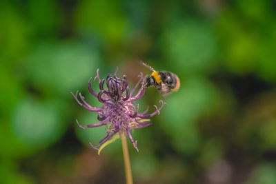 Close-up of bee pollinating on purple flower