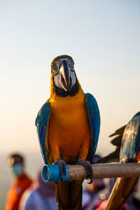 Close-up of a bird perching