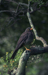 Blackbird perching on branch