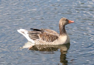 Duck swimming in lake