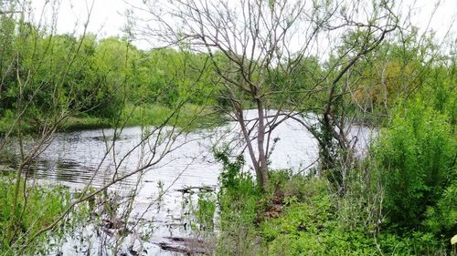 Reflection of trees in lake