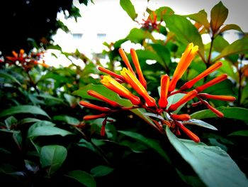 Close-up of flower growing on plant