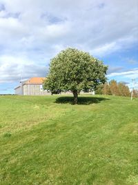 Trees growing on field against sky