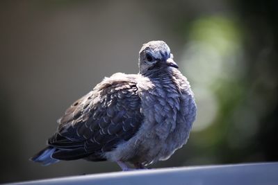 Close-up of bird perching outdoors