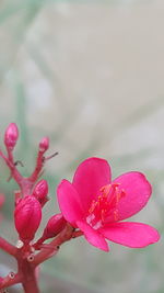 Close-up of pink flowers