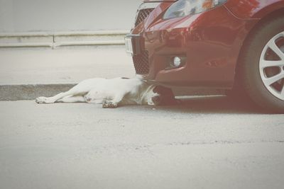 Dog on street