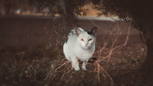 Portrait of a cat on field