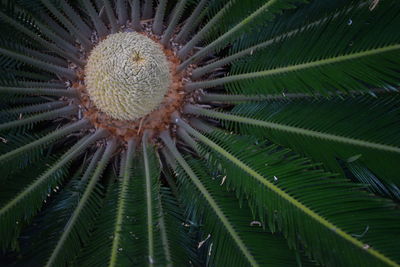 Full frame shot of plant