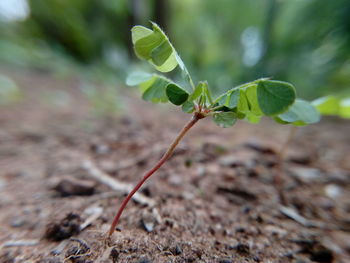 Close-up of small plant growing on field
