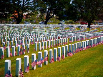 American flags in cemetery