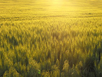 Crops growing on field