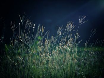 Close-up of stalks in field against sky