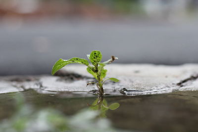 Close-up of plant