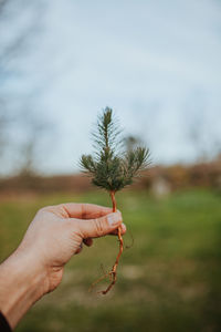 Close-up of hand holding plant against sky