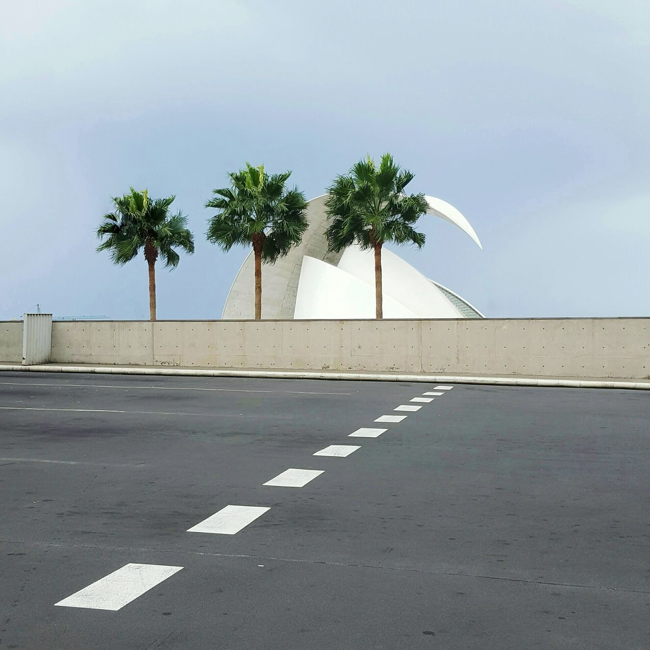 PALM TREE BY ROAD