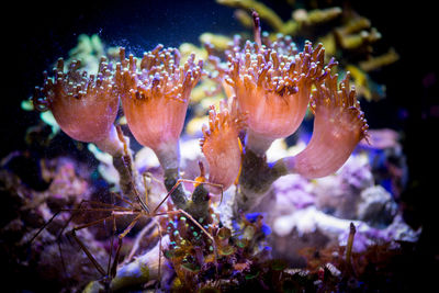 Close-up of jellyfish swimming in sea