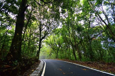 Empty road amidst trees in forest