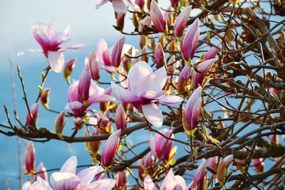 Close-up of pink magnolia blossoms in spring