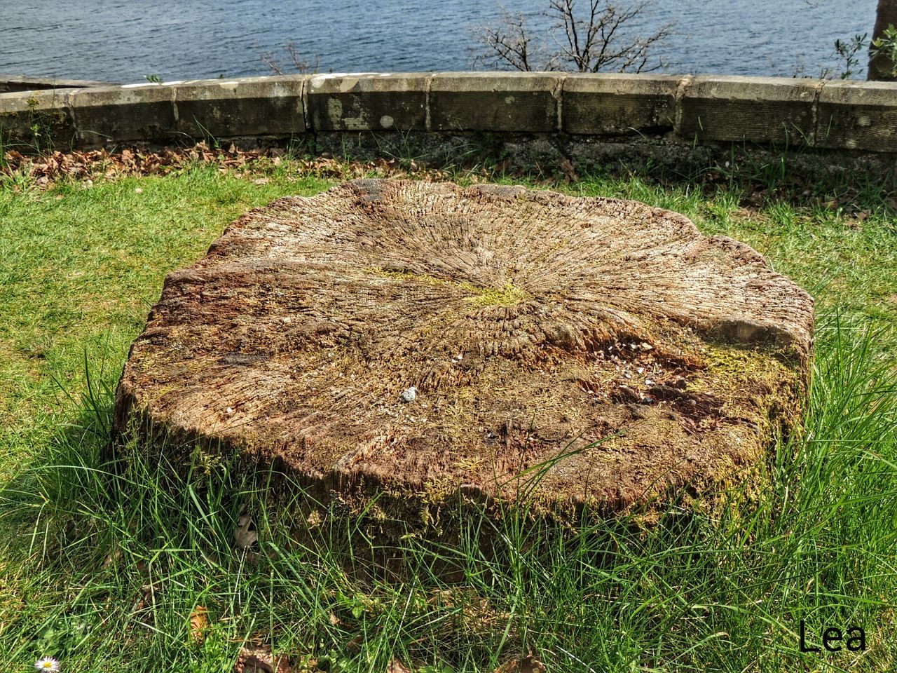 Tree stump