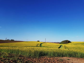 Scenic view of agricultural field against clear blue sky