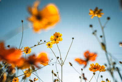 Close-up of yellow cosmos flowers against sky