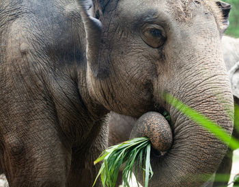 indian elephant