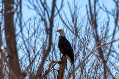 Bald eagle