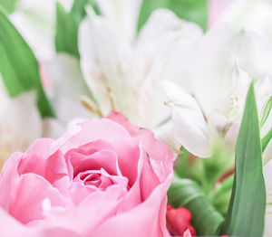 Close-up of pink flowering plant