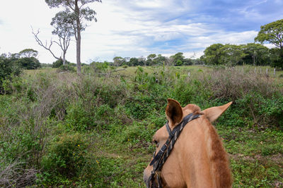 Horse in a field