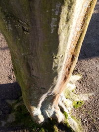 High angle view of moss on tree trunk