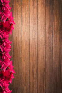 Close-up of pink flowering plant against wooden wall