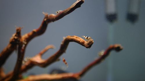 Close-up of wet plant during rainy season