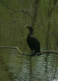 Bird flying over lake