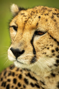 Close-up of cheetah facing down and left