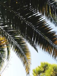 Low angle view of palm trees against sky