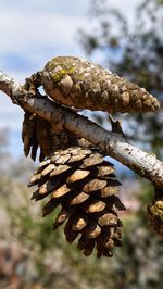 Close-up of pine cone on branch