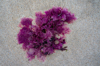High angle view of pink flowering plant